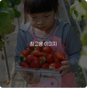 [아침에 딸기농장] 딸기 농장 체험